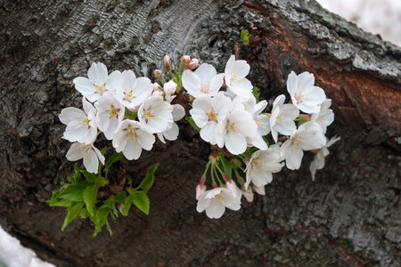 Cherry blossoms growing out of the trunkの写真素材
