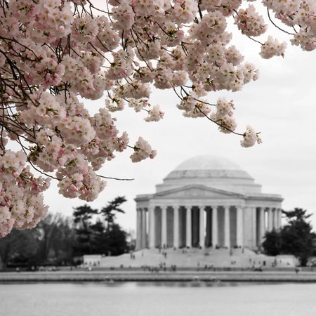 Pink cherry blossoms against black and white blurred backgroundの写真素材