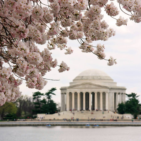 Square shot of cherry blossoms and Jefferson Memorial in blurred backgroundの写真素材