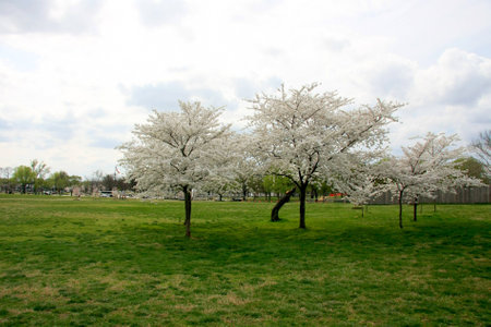 Blooming cherry trees in a parkの写真素材