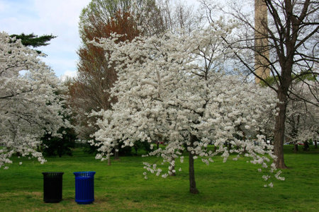 Two dustbins within a park with blooming cherry treesの写真素材