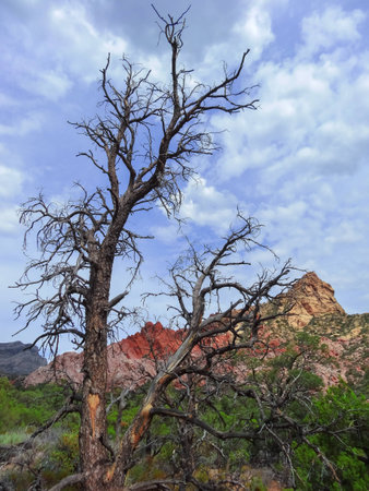 Scenic views on paths at Red Rock Canyon