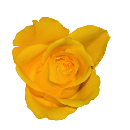 Yellow rose blossomの写真素材