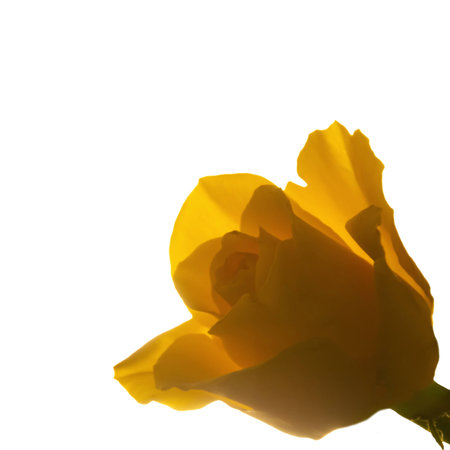 Yellow rose blossomの写真素材