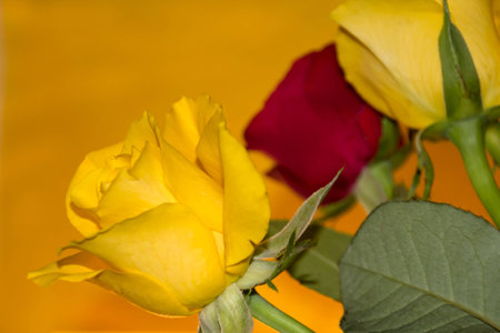 Horizontal shot of a yellow rose in a bouquetの写真素材