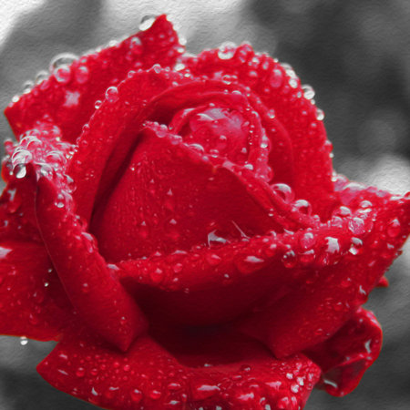 Square shot of a red rose painting over monochrome backgroundの写真素材