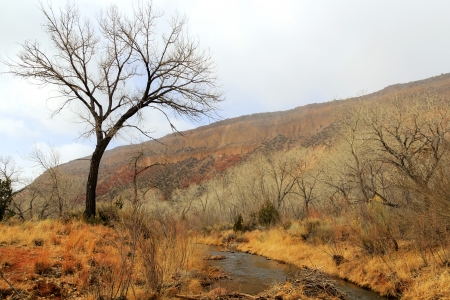 A tree in winter near the Jemez River in New Mexicoの写真素材