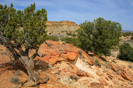 Junipers on colorful sandstone formations in Ojito Wildernessの写真素材