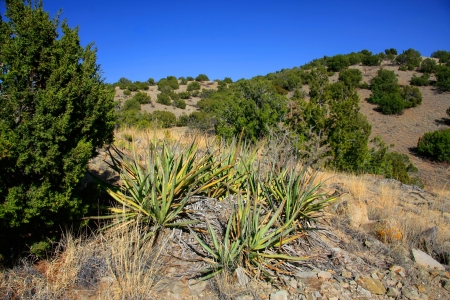 Junipers and banana yuccas in Cerillos Hills State Parkの写真素材