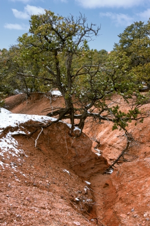 Juniper tree in the desert with some snow left in winterの写真素材