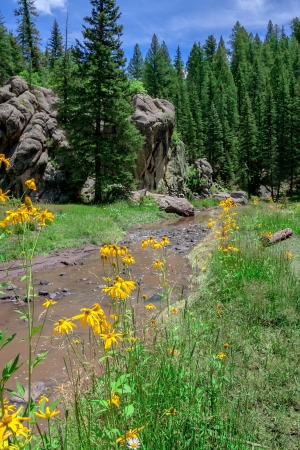 Cutleaf coneflowers in front of a river flowing through alpine landscapeの写真素材