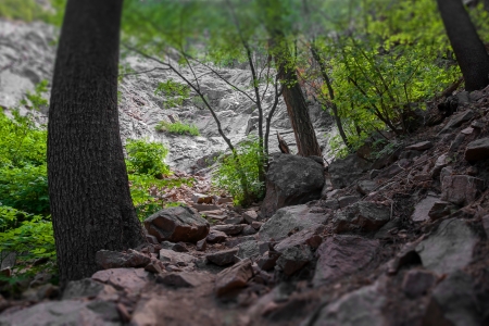 View through trees towards a waterfall area with tilt-shift effectの写真素材