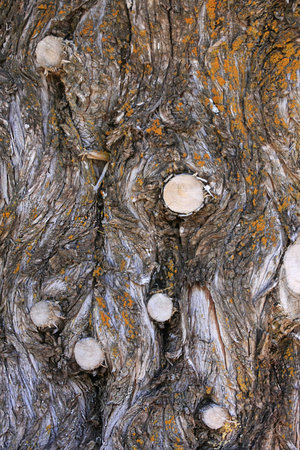 Background of rough surfaced tree barkの写真素材