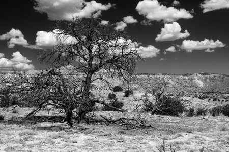 Dramatic black and white scenery with juniper and cloudsの写真素材