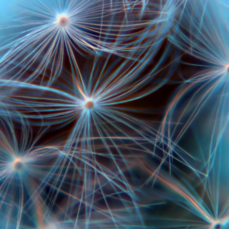 Square macro shot of Dandelion Seedsの写真素材