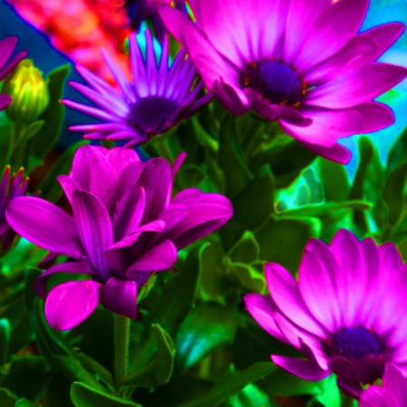 Closeup shot of blooming garden flower bedの写真素材