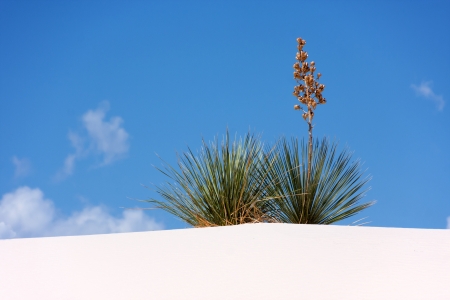 Amazing plant of New Mexico's desertの写真素材