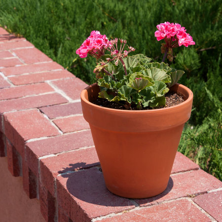 Square shot of a flower pot with pink storksbills on a wallの写真素材