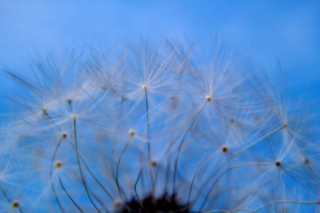 Horizontal macro shot of dandelion seeds over blueの写真素材
