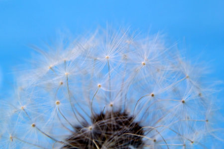 Horizontal macro shot of dandelion seeds over blueの写真素材