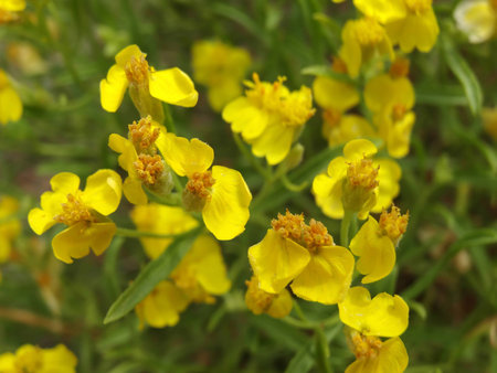 Closeup shot of blossoms of Rocky Mountain Zinniaの写真素材