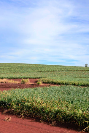 Vertical shot of pineapple fields in summer with cloudy skyの写真素材