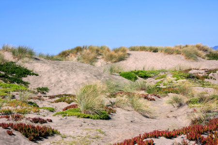 Colorful plants on sand dunes at the California Coastの写真素材