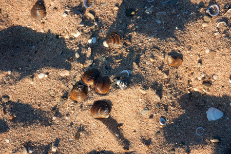 Above view of sea shells on a beach during sunset