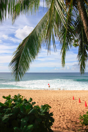 View through palm trees towards the beachの写真素材