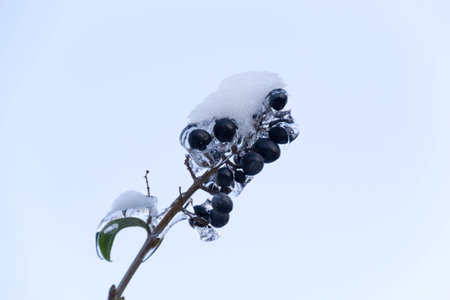 Branch of a tree with berries covered with snow and iceの写真素材