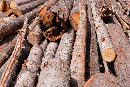 Horizontal shot of freshly cut wood branches in a stackの写真素材