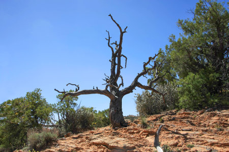 Weathered old tree trunk in the desertの写真素材