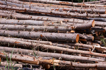 Horizontal shot of freshly cut wood branches in a stackの写真素材
