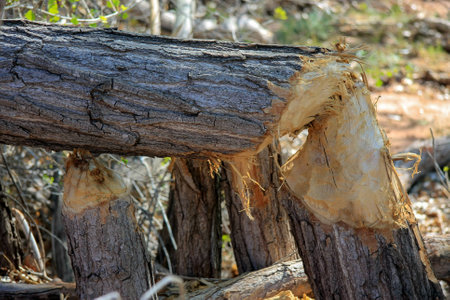 Tree cut into pieces by a beaverの写真素材