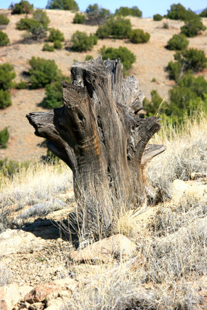 Weathered old tree trunk in the desertの写真素材