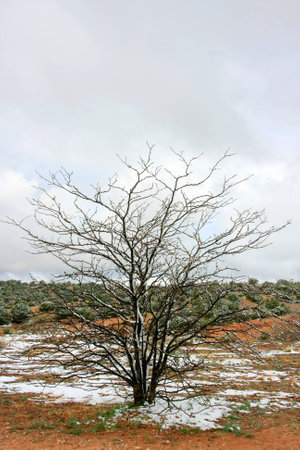 A tree in the desert of New Mexico with snowの写真素材