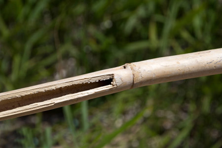 Close up of a bamboo ripped openの写真素材