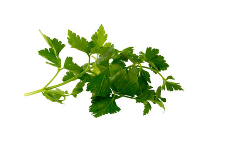 Fresh parsley leaves isolated on whiteの写真素材