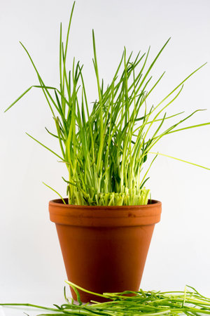 Freshly cut green chives in a flower potの写真素材