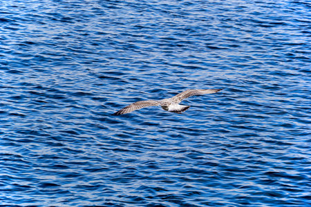 Young European Herring Gull in flight over waterの写真素材