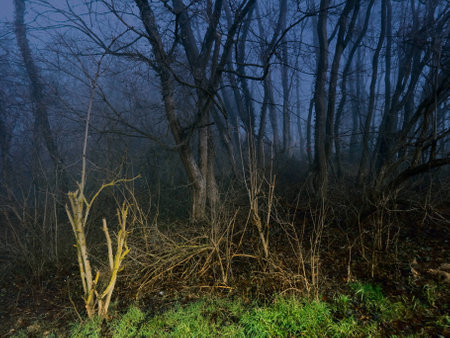 Filtered image of a forest in the night with fogの写真素材
