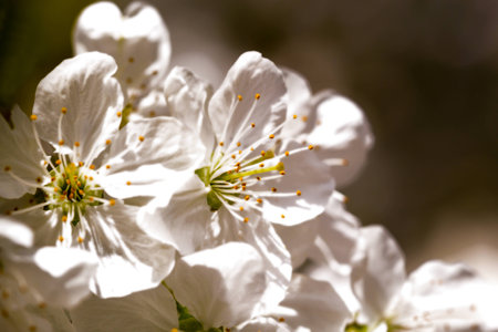 Macro shot of cherry blossoms in spring in sepia toneの写真素材
