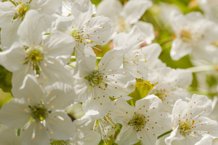 Macro shot of cherry blossoms in spring in greenish lightの写真素材