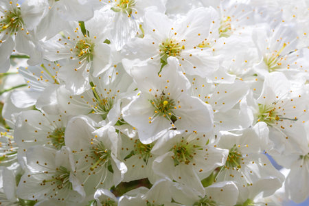 Macro shot of cherry blossoms in springの写真素材