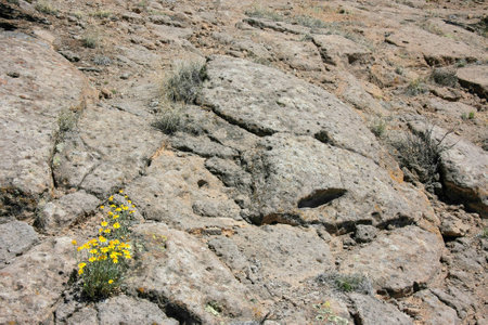 False Goldenasters growing on a rock in New Mexicoの写真素材