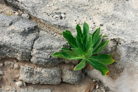 A plumeria is growing out of a rockの写真素材