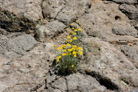 False Goldenasters growing on a rock in New Mexicoの写真素材