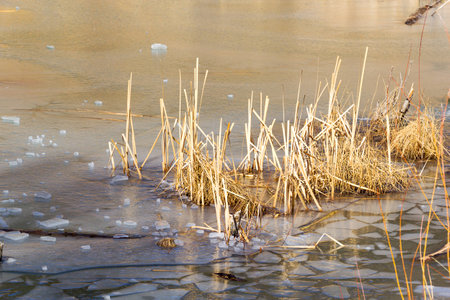 Frozen lake with pieces of ice and frozen in dried grassの写真素材