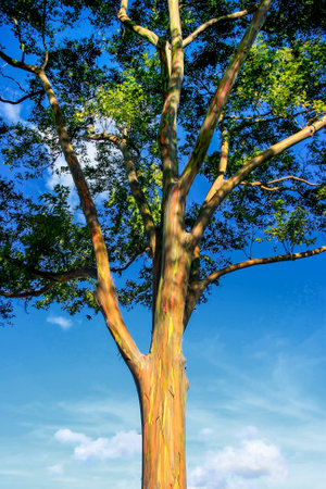 An eucalyptus tree in afternoon light from beneathの写真素材