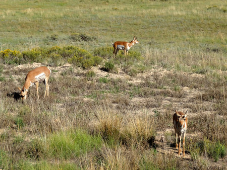 Three Mule Deers in Bryce Canyon National Parkの写真素材
